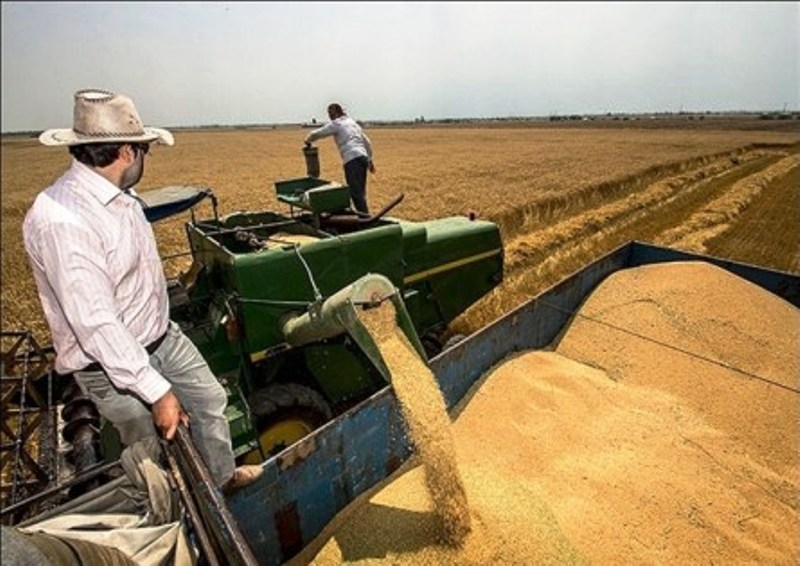 امسال 10.5 میلیون تُن گندم در کشور برداشت می شود