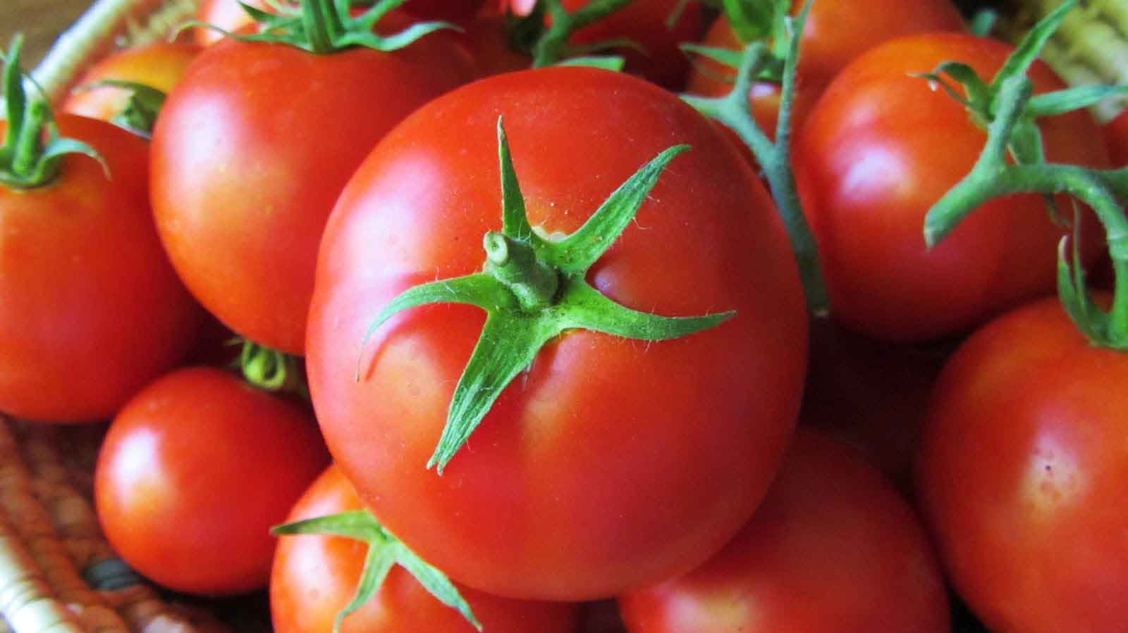 🍅 شرایط انبار داری و نگهداری گوجه فرنگی：