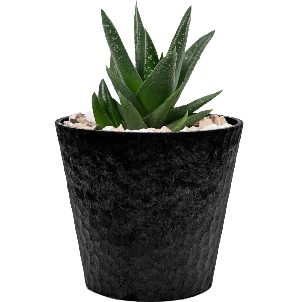 Multi-Surface Cleaner